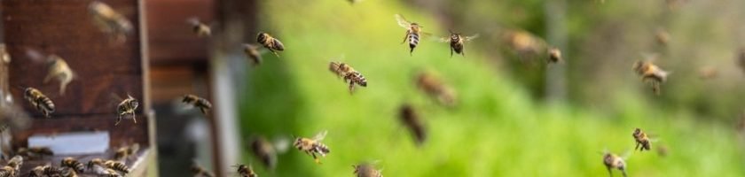 Propolis
